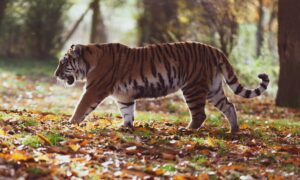 A tiger pacing through an autumnal forest