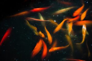Koi Fish swim in a pond, showing kung fu colors of golds and reds.