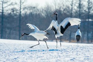 Cranes amidst the snow!
