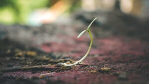 A sprout of a small plant grows up from the ground.